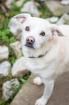 Obelix sucht ein zuhause