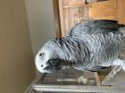 Graupapagei 6 Jahre sucht Neues zu Hause