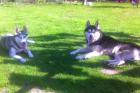 Reinrassige Siberian Husky Welpen