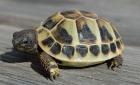 Griechische Landschildkröten Nzen abzugeben
