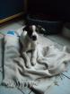 Jack Russel Welpe Rüde
