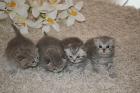 4 Wunderschöne BKH- Kitten