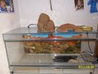 Terrarium Komplett 80 cm Lang mit Ausstattung. Wie Neu