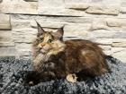 Main Coon Kitten suchen ein neues Zuhause