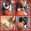 OEB Bulldogge Mix Welpen