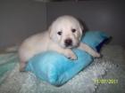 Labradorwelpen blond schwarz aus Familienzucht abzugeben