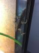 Anolis Sabanus