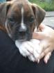 Boxerwelpe m VHB 470Euro