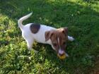 Bildschöne reinrassige Jack Russel Welpen zu verkaufen