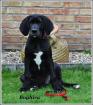 Deutsche DoggenWelpen suchen eine liebevolle Familie