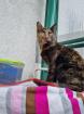Süße Katze dringend in liebevolle Hände abzugeben