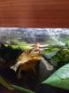 Wasserschildkröte Kinosternon leucostomum postinguinale