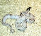Boa c. i. Ghost pos Super Leopard ENZ22