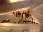 Biete Hestiasula brunneriana L5-L6 Männchen Tausch Preisvorstellungen VB