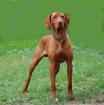 Junghund Magyar Vizsla
