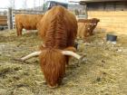 Kl. Herde Highland-Cattle Rinderfangstand