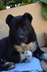 Bär der Labrador Mix hat in Griechenland keine Chance eine Familie zu finden
