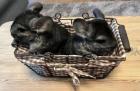 Chinchilla Babies Weibchen.