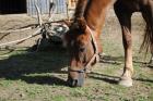 Quarter Horse- Mix