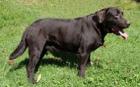 Suche Labrador Rüden der zur Zucht geeignet ist nur mit nachweislich allen Unt