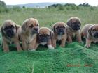 Wir haben Pugglewelpen