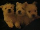 West Highland Terrier Ab 9. 7 Abzugeben