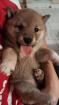 Shiba Inu Knuddels suchen liebes konsequenzes zu Hause