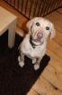 Labradorhündin 10 Mon. sucht neues Heim