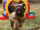 Briard-Welpen- Les filous avec esprit - in fauve - geb. 10. 01. 2022