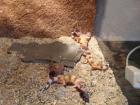 Biete Leopardgecko NZ 2022