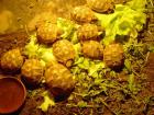 Griechische Landschildkröten THB von 2022