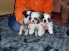 4 süße Shi Tzu Welpen suchen ein neues Zuhause