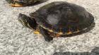 3 Schmuckschildkröten abzugeben