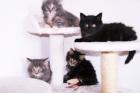 3 wunderschöne Kitten suchen ein neues zu Hause