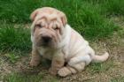 2 verschmuste Shar Pei Welpen